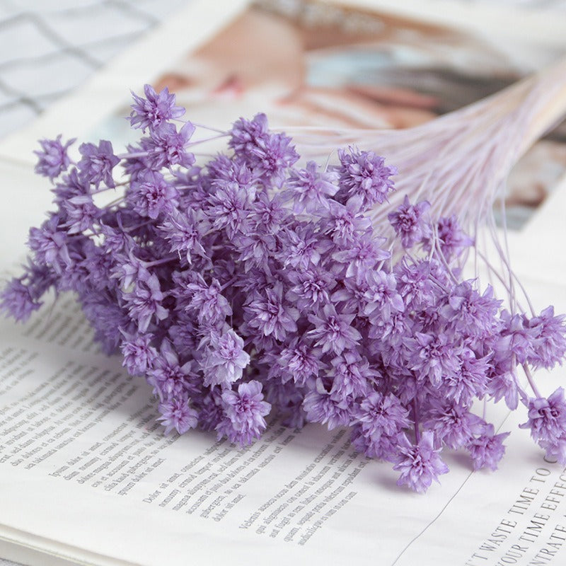 DIY Floral Arrangement Bundle: 30 Stems of Small Dried/Preserved Wildflowers & Baby's Breath (Filler Flowers)